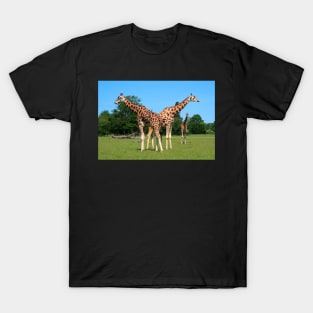 Girafs in Knuthenborg Safari park in Denmark T-Shirt